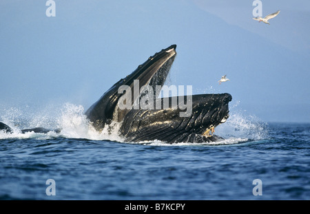 Baleine à bosse sur une jambe, l'alimentation du sud-est de l'Alaska, le détroit de Chatham Banque D'Images