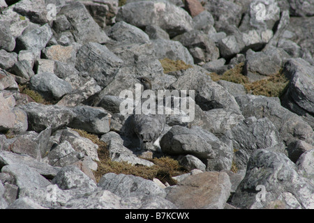 Lagopède, Lagopus mutus, sur un bouldery mountain en Ecosse Banque D'Images