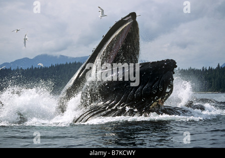 Baleine à bosse sur une jambe l'alimentation, Iyoukeencove, Chatham Strait, sud-est de l'Alaska Banque D'Images