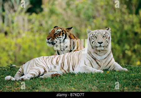 Deux tigres du Bengale blanc et brun couché sur prairie / Panthera tigris bengalensis Banque D'Images