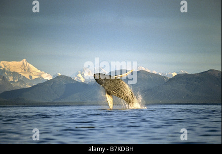 Humpback Whale breaching, Icy Straits, sud-est de l'Alaska Banque D'Images