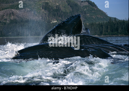 Les baleines à bosse sur une jambe l'alimentation, Frederick Sound, le sud-est de l'Alaska Banque D'Images