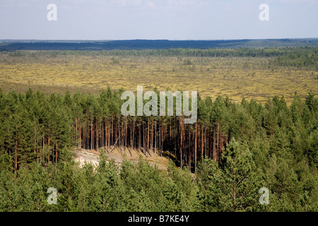 Vue depuis la tour, Pärnu-Ikla Rannametsa Tornimäe Recreation Area, comté de Pärnu, Estonie, Europe Banque D'Images