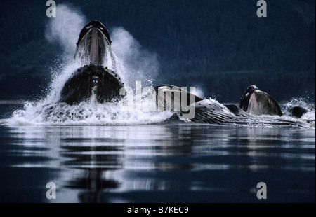 Les baleines à bosse bubblenet Tenakee Inlet, l'alimentation, au sud-est. Alaska