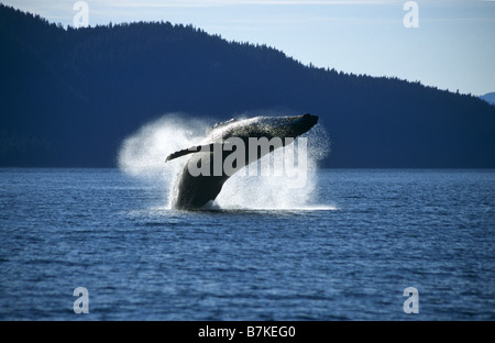 Humpback Whale breaching, Tenakee Inlet, au sud-est. Alaska Banque D'Images