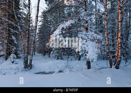 Männikjärve Bog, Endla réserve naturelle, l'Estonie, Europe Banque D'Images