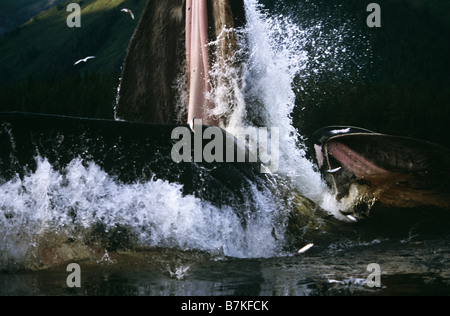 Baleine à bosse sur une jambe,alimentation Tenakee Inlet, le sud-est de l'Alaska