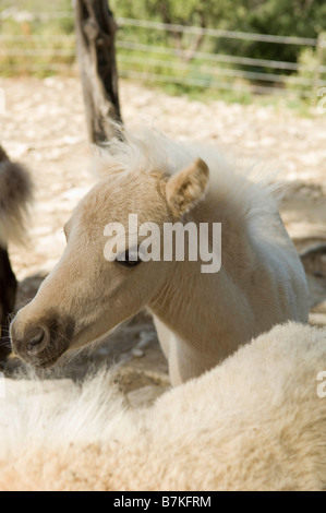 Jeune cheval miniature Banque D'Images