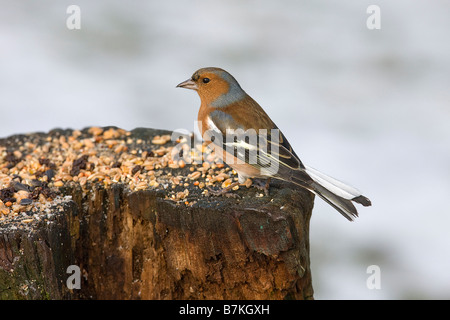 Le Pinson, Fringilla coelebs. Banque D'Images