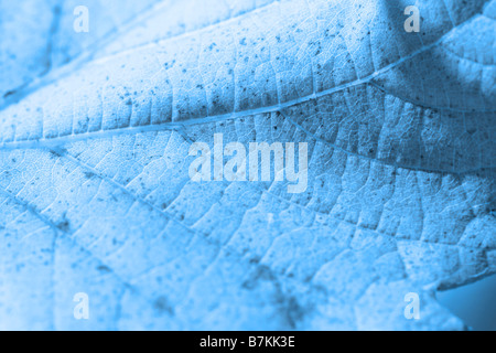 Belles feuilles fond Close-up photo Banque D'Images