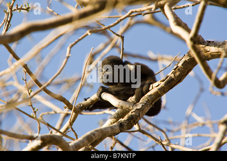 À MANTE DORÉE juvénile singe hurleur (Alouatta palliata palliata) dans un arbre à la Playa Tamarindo estuaire dans la Péninsule de Nicoya, Costa Rica. Banque D'Images