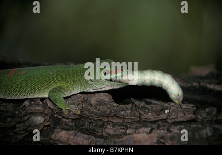 Gecko Lizard on tree trunk manger une chenille Phelsuma madagascariensis Madagascar reste au repos dans la forêt entre le direction n Banque D'Images