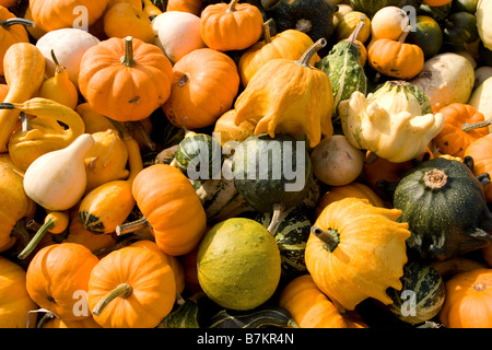 Citrouilles Banque D'Images