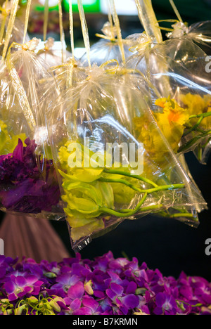 Orchidées emballés dans des sacs en plastique pour la vente à Pak Khlong Talad flower market Bangkok Thaïlande Banque D'Images