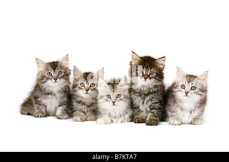 Portée de cinq chatons forêt sibérienne sur fond blanc Banque D'Images