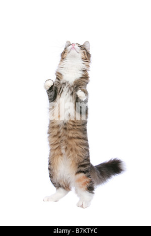 Chat norvégien debout sur les pattes arrière pour atteindre le haut, sur fond blanc Banque D'Images