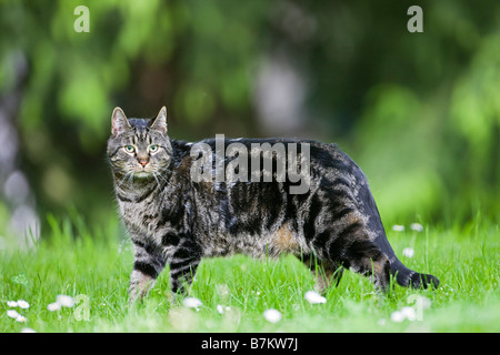 Chat dans Prairie Banque D'Images