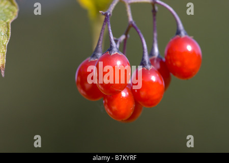 Un bouquet de fruits rouges de la morelle Woody Banque D'Images