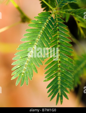 Mimosa pudica Banque D'Images
