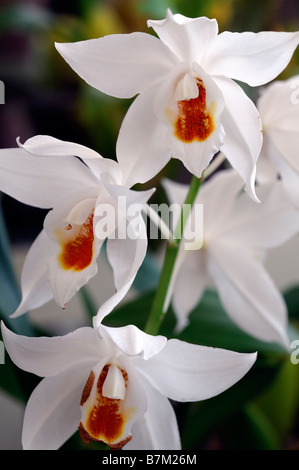 Mooreanum d'espèces d'orchidées coelogyne tige ouverte variante blanc fleur fleurs fond vert foncé la stigmatisation du contre-batteur Banque D'Images