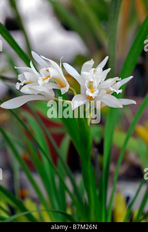Mooreanum d'espèces d'orchidées coelogyne tige ouverte variante blanc fleur fleurs fond vert foncé la stigmatisation du contre-batteur Banque D'Images