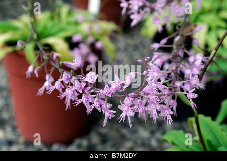 Spectablis fleurs orchidée miltonia hybride fleur fleur closeup close up portrait macro espèces variante sp var Banque D'Images