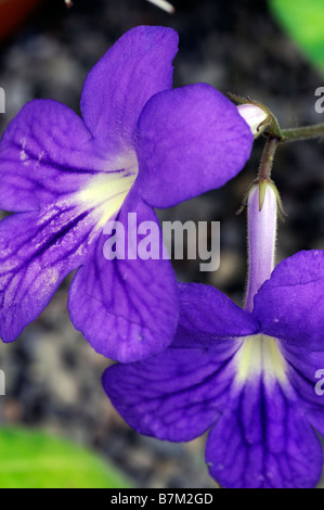 Streptocarpus 'Bethan' sp variante Cape primrose Close up fleurs lilas pourpre Banque D'Images