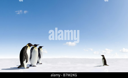 Manchots empereurs en Antarctique manchot Adélie réunion Banque D'Images