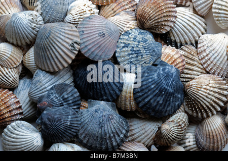 Grand groupe mixte mix assortiment assortiment de coquilles de pétoncle Jean-michel Faure beaucoup de couleurs Couleur multi closeup détail close up Banque D'Images