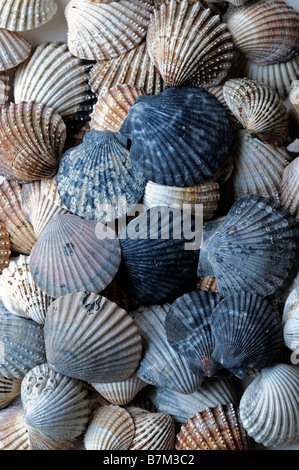 Grand groupe mixte mix assortiment assortiment de coquilles de pétoncle Jean-michel Faure beaucoup de couleurs Couleur multi closeup détail close up Banque D'Images