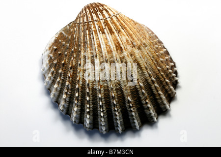 Un seul de coquilles seashell fond blanc gros plan détail découpe des nervures radiales striée fermer Banque D'Images