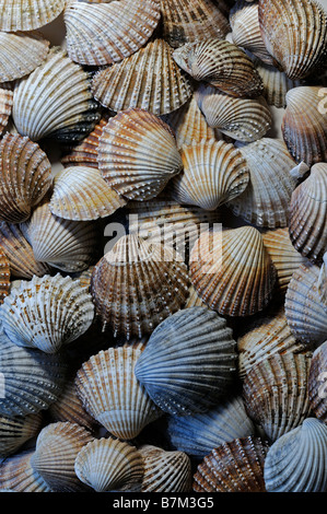 Grand groupe mixte mix assortiment assortiment de coquilles de pétoncle Jean-michel Faure beaucoup de couleurs Couleur multi closeup détail close up Banque D'Images