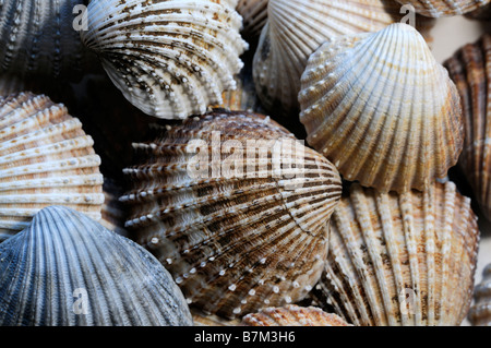 Grand groupe mixte mix assortiment assortiment de coquilles de pétoncle Jean-michel Faure beaucoup de couleurs Couleur multi closeup détail close up Banque D'Images