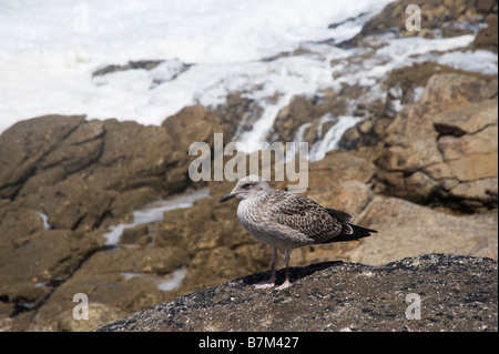 Goéland immature Banque D'Images
