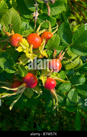 Cynorrhodons ou rose haw d'un wild rose épineuse. Banque D'Images