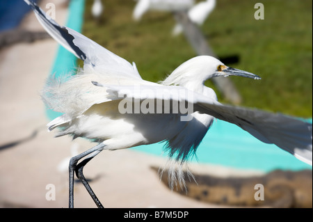 Aigrette neigeuse (Egretta thula), Gatorland, Orange Blossom Trail, Orlando, Floride, USA Banque D'Images