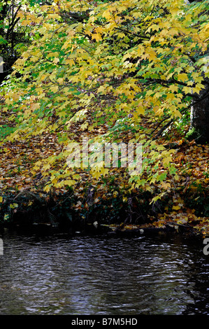 De couleur brun-jaune doré couleur couleur couleur automne érable arbre feuilles suspendues sur une rivière Banque D'Images