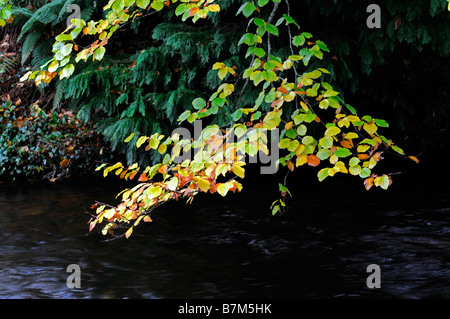 De couleur brun-jaune doré couleur couleur hêtre couleur automne laisse planer sur une rivière Banque D'Images