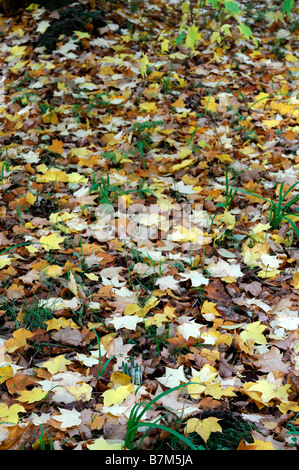 Tapis de couleur mixte mélange de couleur couleur feuille d'érable arbre feuilles automne automne brun jaune orange rouille Banque D'Images
