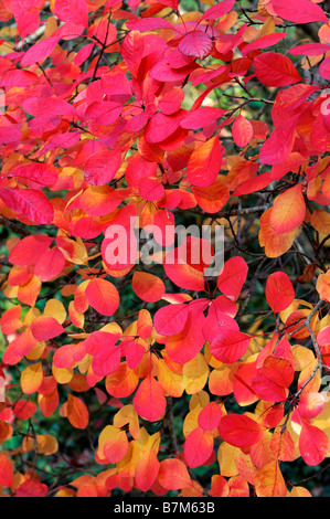 Prunus serrula smoke tree bush lumineux vibrant rouge orange jaune couleur couleur gris feuilles feuille close up detail Banque D'Images