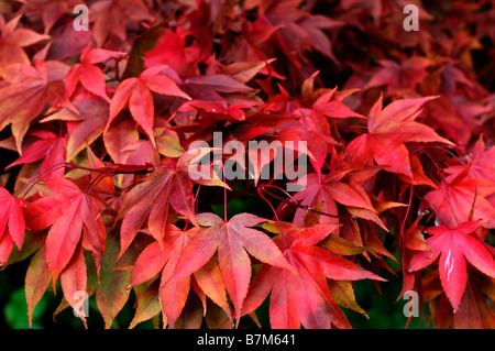 Fiery red Acer palmatum couleur couleurs automnales automne arbre automne couleur petit Banque D'Images