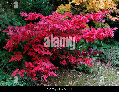 Fiery red Acer palmatum couleur automne arbre automne couleur couleur d'automne Banque D'Images