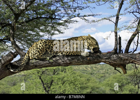 Leopard sur arbre Banque D'Images