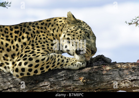 Leopard sur arbre Banque D'Images