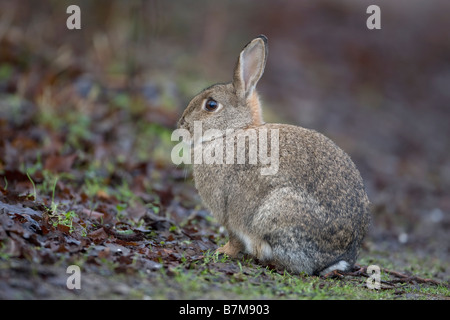 Lapin européen Oryctolagus cuniculus Banque D'Images