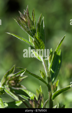 Genista tinctoria Dyers Greenweed Banque D'Images