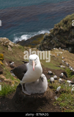 Albatros à sourcils noirs (Thalassarche melanophrys), mère avec chick la nidification. Les espèces en voie de disparition. Banque D'Images