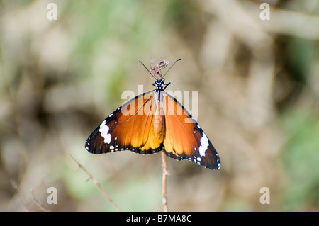 Les plaines côtières d'Israël Fiery moindre Lycaena thersamon cuivre Butterfly Banque D'Images