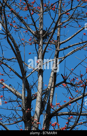 Les oiseaux, la nature,la publicité,Publicité,Publicité,annonce,annonceur publicitaire,animation,art.,animation 3D,arbres,kerala,kollam Banque D'Images