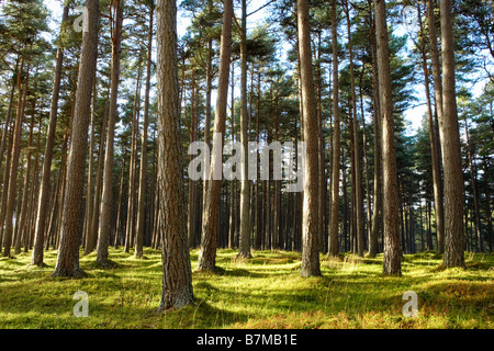 Taches de soleil frappant le tronc des arbres des forêts de pins de la forêt vert marbre Ecosse Banque D'Images
